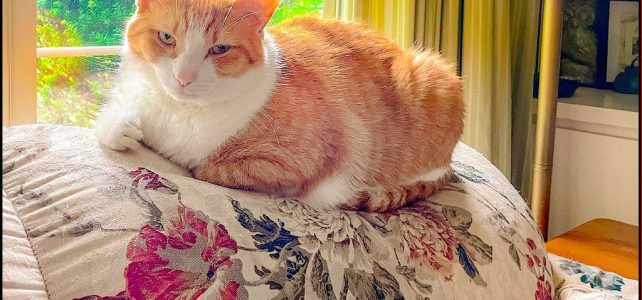 Complete gids: de vacht van uw kat verzorgen