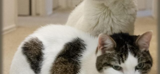 In 5 stappen klitten uit de vacht verwijderen