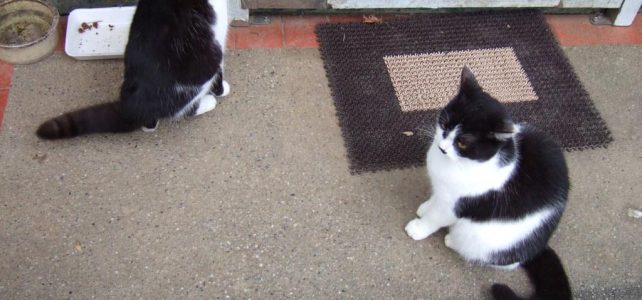 Waarom katten zoveel slapen en wat dat betekent