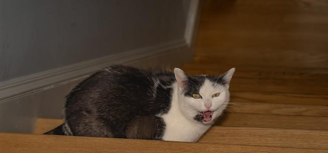 Je kat wassen zonder gedoe en stress